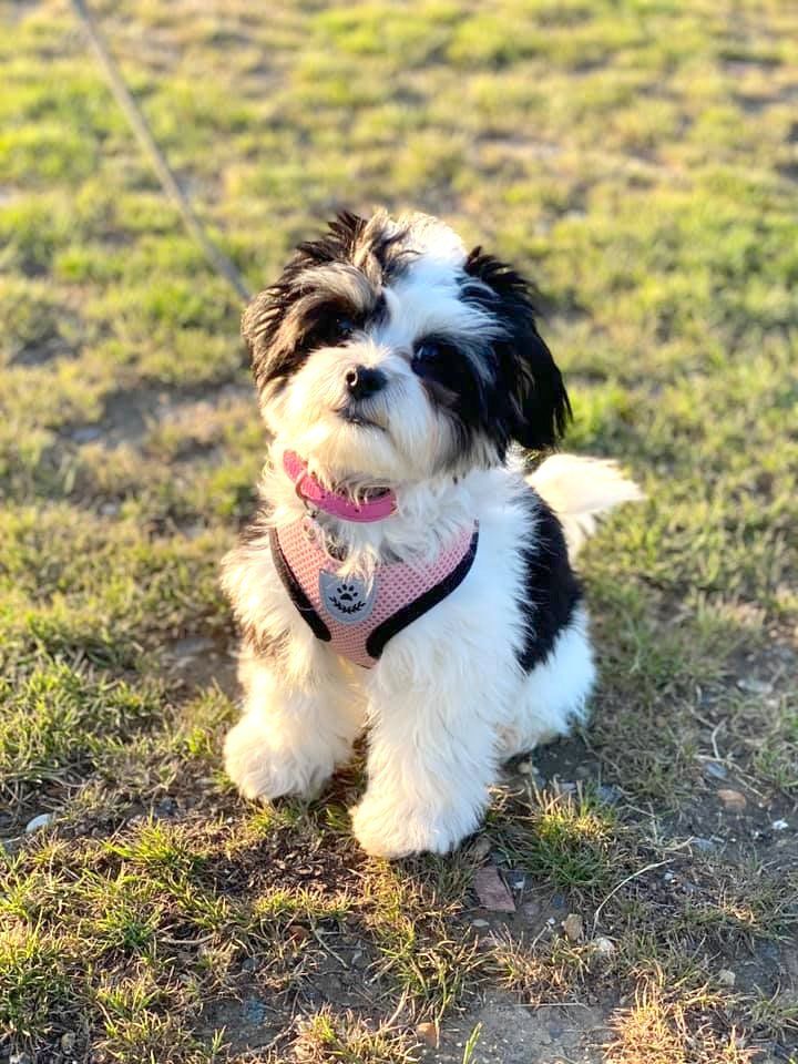 A small black and white dog wearing a harness and collar is sitting in the grass.