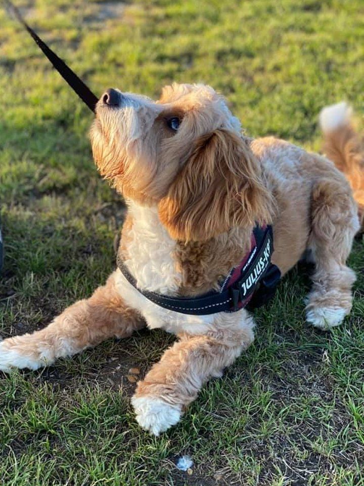 A brown and white dog is laying in the grass on a leash.