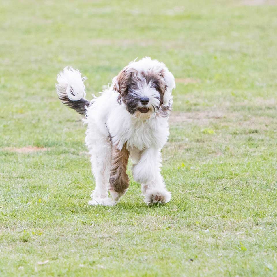 Puppy training classes at Barehams Boarding & Daycare Centre Orsett, Grays, Thurrock