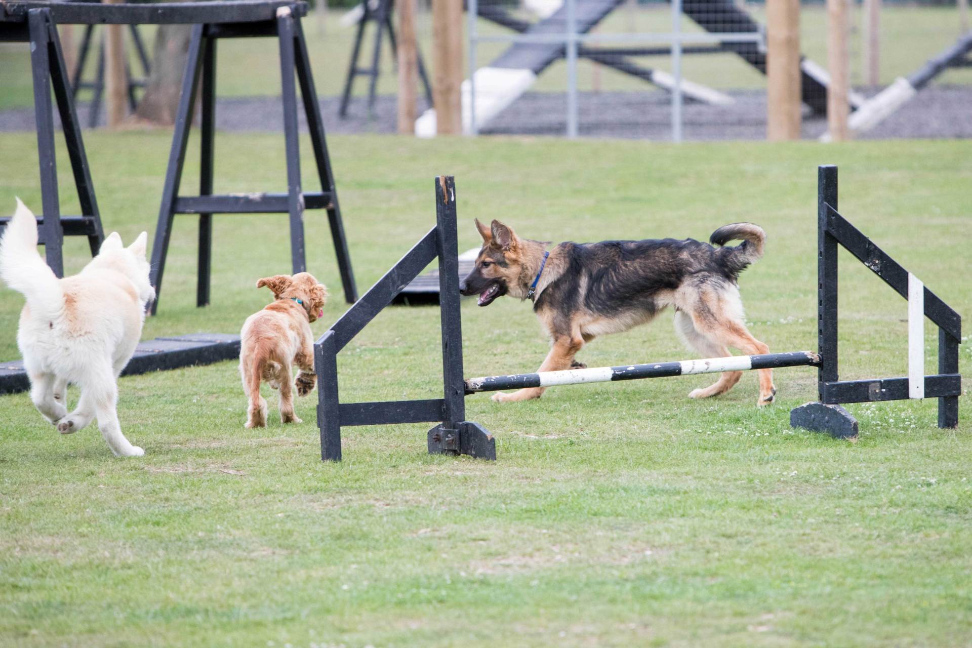 Three dogs are jumping over a hurdle in a field at Barehams