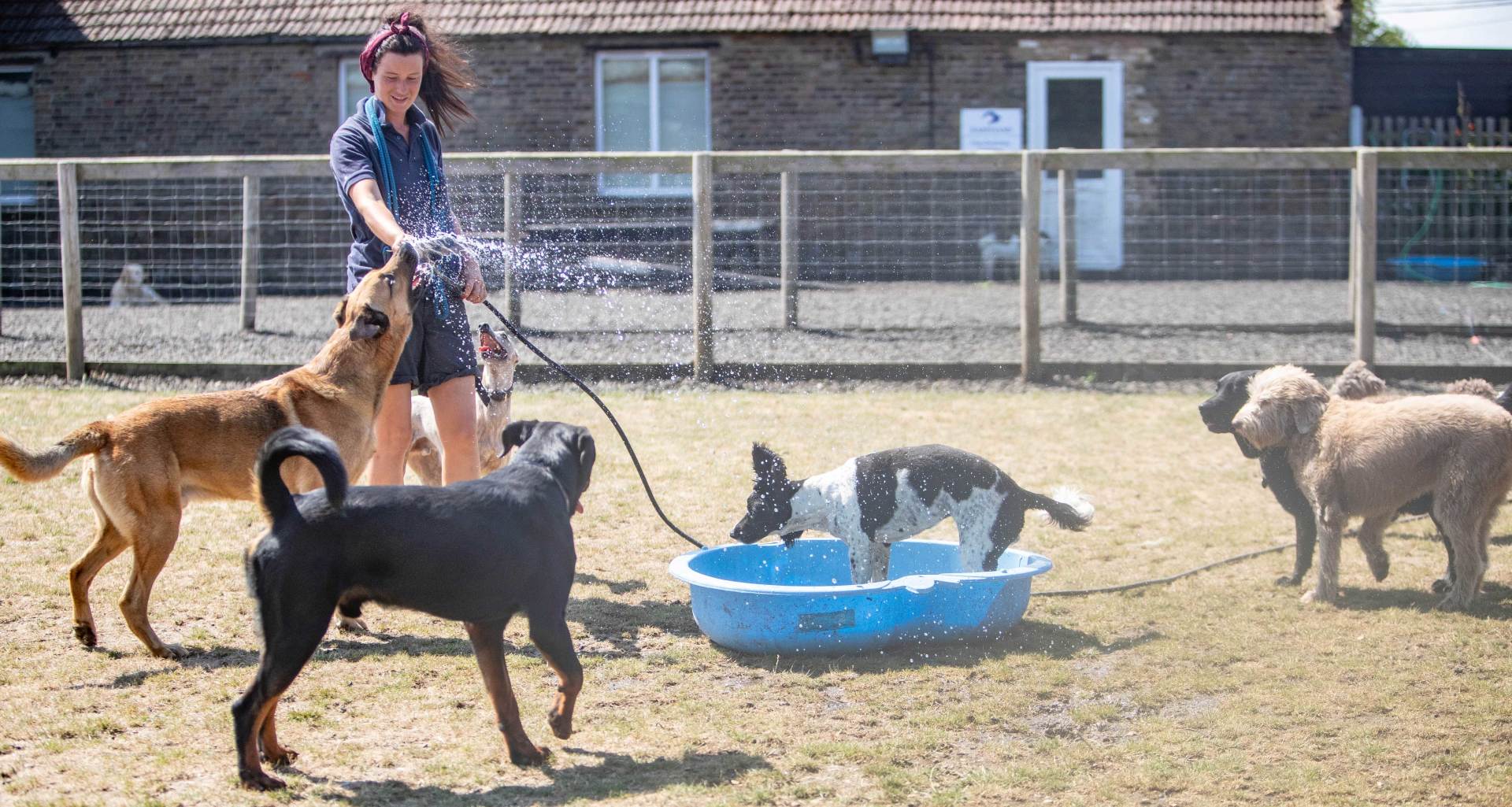 A woman is spraying water on a group of dogs at Barehams