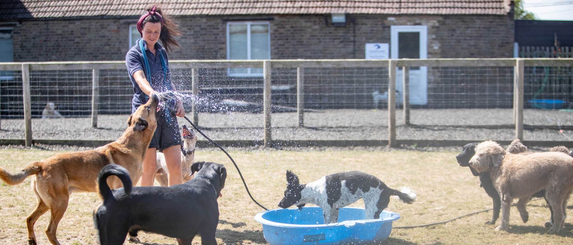 A woman is spraying water on a group of dogs in a yard at Barehams