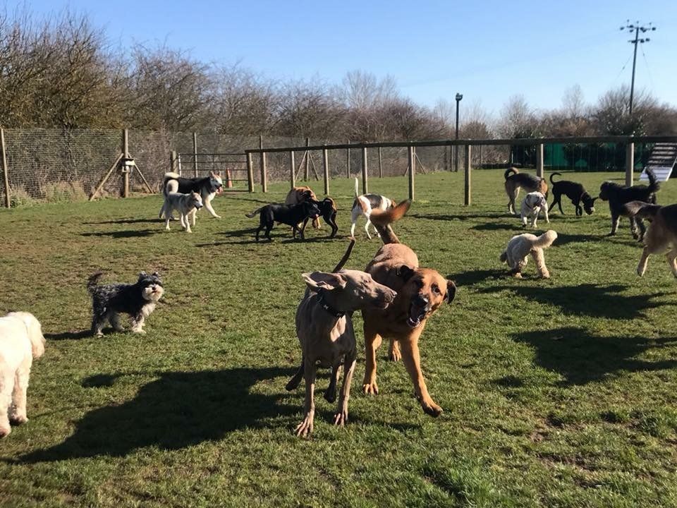 socialisation classes training classes at Barehams Boarding & Daycare Centre Orsett, Grays, Thurrock