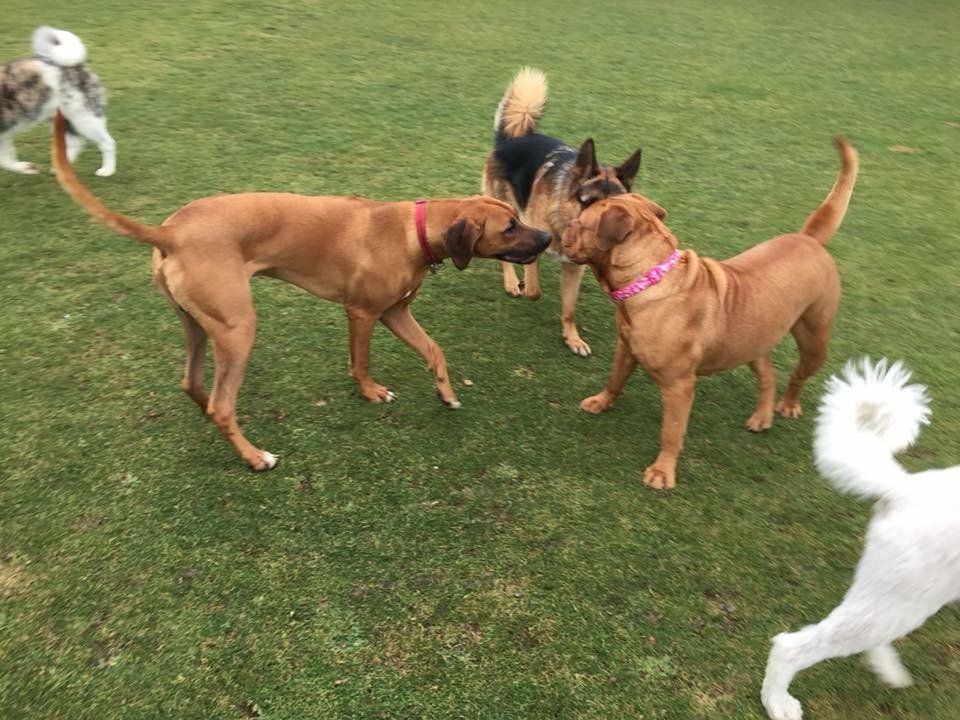 socialisation classes training classes at Barehams Boarding & Daycare Centre Orsett, Grays, Thurrock