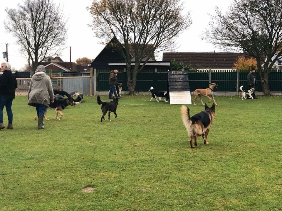 socialisation classes training classes at Barehams Boarding & Daycare Centre Orsett, Grays, Thurrock