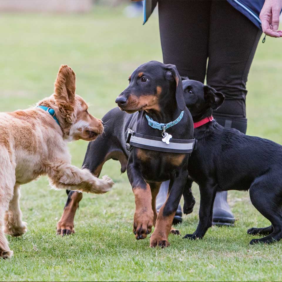 socialisation training classes at Barehams Boarding & Daycare Centre Orsett, Grays, Thurrock