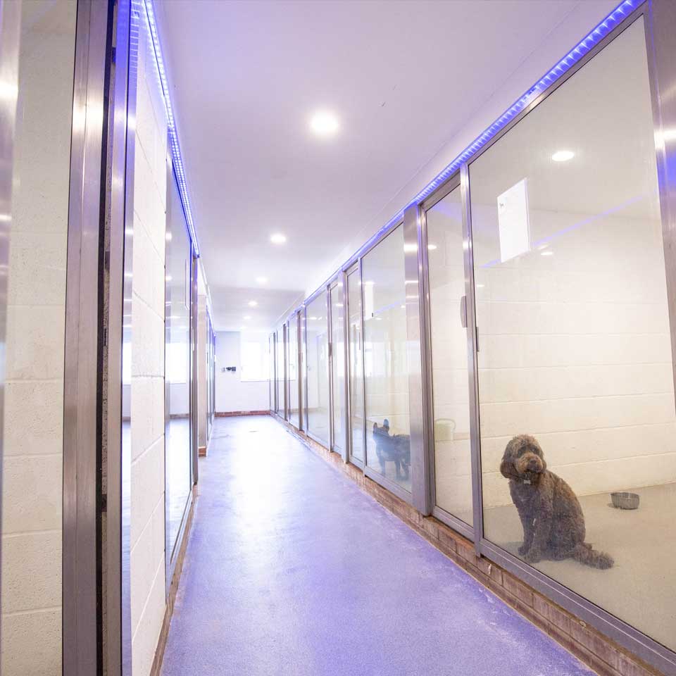 VIP luxury boarding kennels at Barehams Kennels Orsett Grays Thurrock