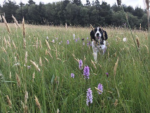 Quarry House Moneystone, Oakamoor