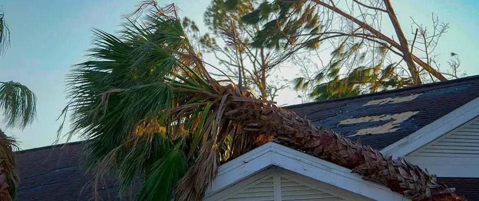 A palm tree is fallen on the roof of a house.