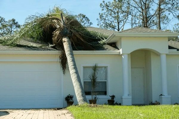 A palm tree has fallen on the roof of a house.