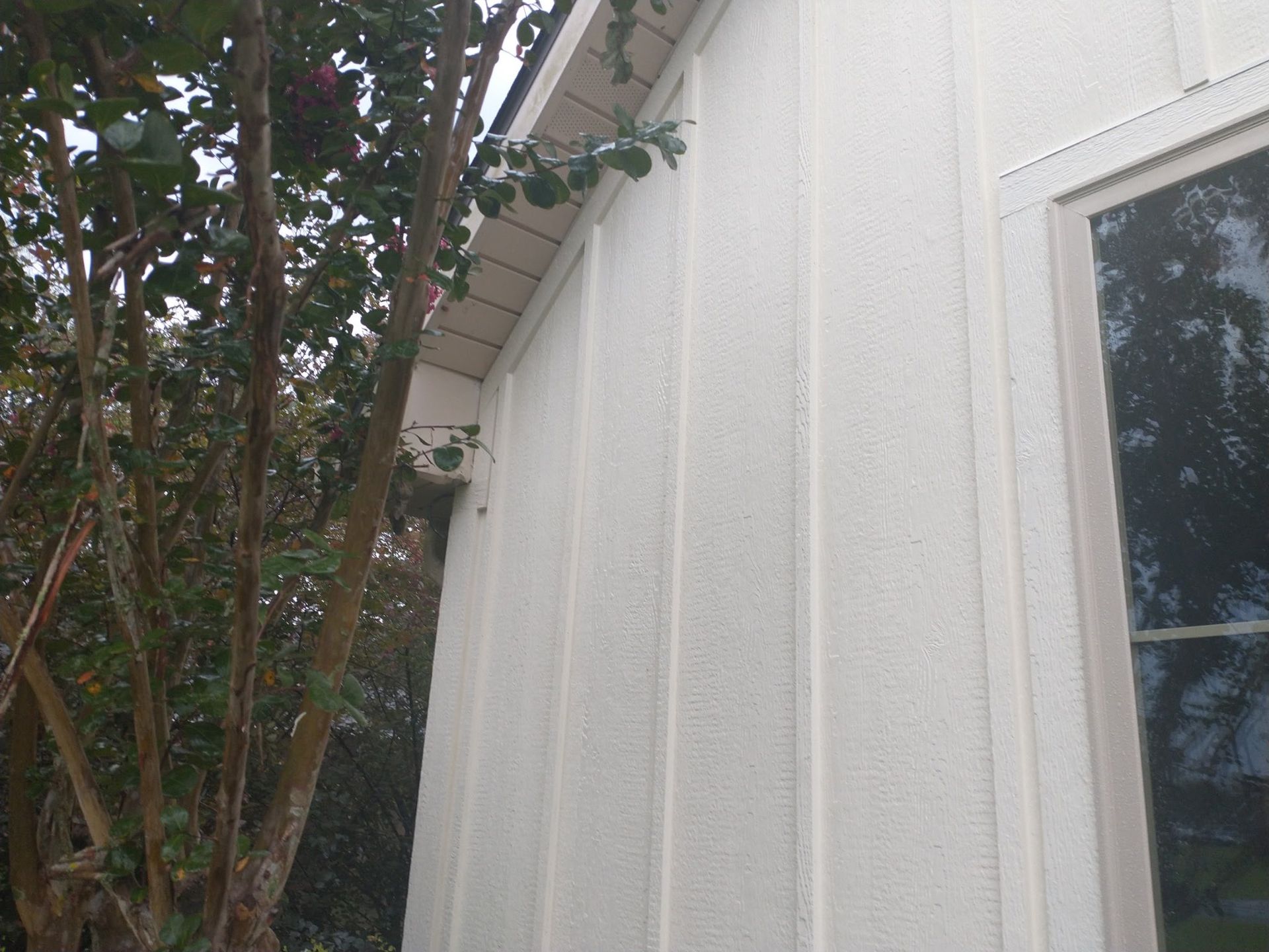 White house siding next to a window, with a tree in the background.