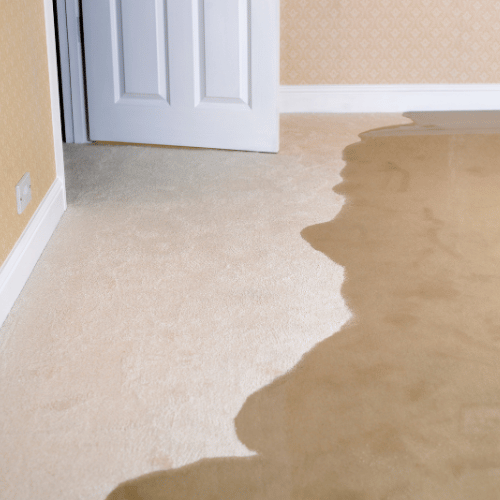 best restoration carpet cleaning companies in Spruce Grove, Alberta