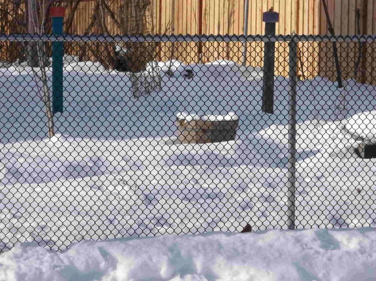 A chain link fence is surrounded by snow and trees.