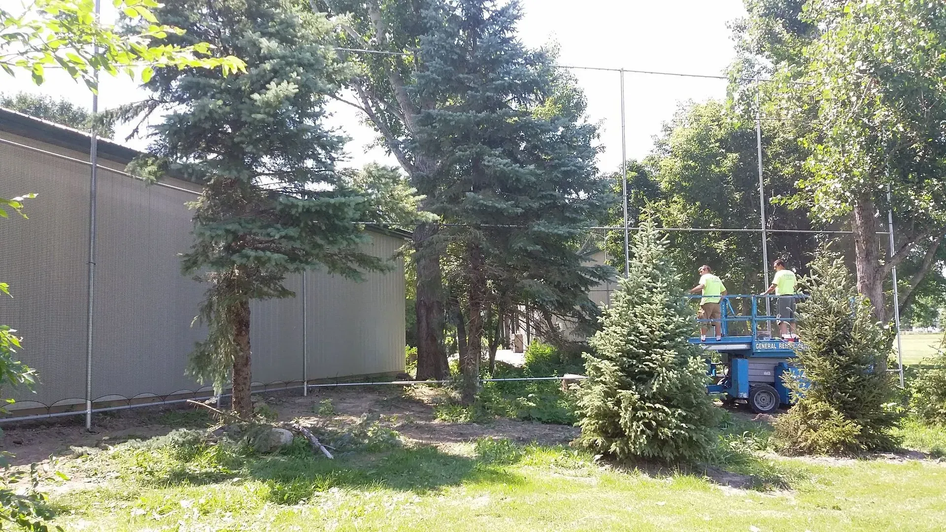 A group of people are cutting trees in a yard.