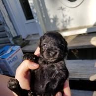 Tiny black puppy being held in a hand outside near a house entrance