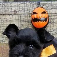 Black puppy wearing an orange Halloween bow with a small jack-o’-lantern behind it