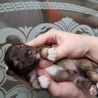 Tiny brown-and-white puppy resting in hands, eyes closed, on a patterned surface
