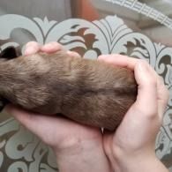 Hands gently holding a small brown puppy on a patterned fabric background