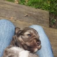 Sleeping brown and white puppy resting on someone’s lap outdoors