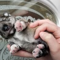 Tiny sleeping puppy held on its back in a hand, with pink paw pads visible.