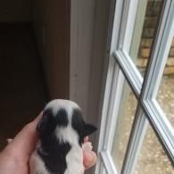Tiny black-and-white puppy held near a window, looking toward the light.