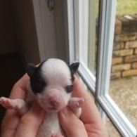 Tiny black-and-white puppy held in hands by a window