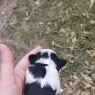 Small black-and-white puppy being held in a hand over grass and leaves