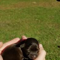 Tiny brown puppy cradled in hands on a grassy lawn