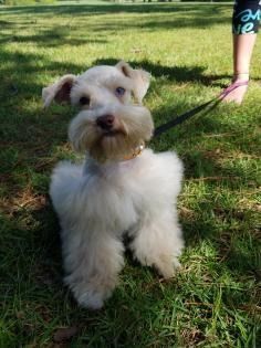 Small white dog standing on grass with a black leash, looking at the camera