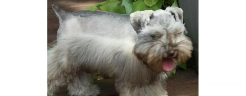 Small fluffy gray dog standing outdoors with tongue out