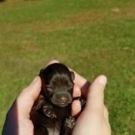 Hands holding a tiny black puppy against a grassy background.