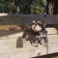 Small gray-and-white puppy sitting on a wooden bench beside two pinecones outdoors