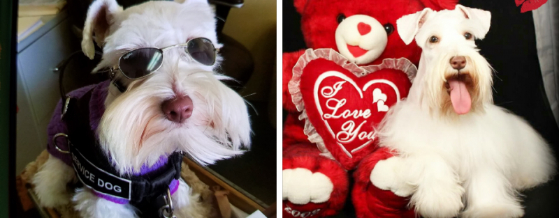 Side-by-side photo of two small white dogs.