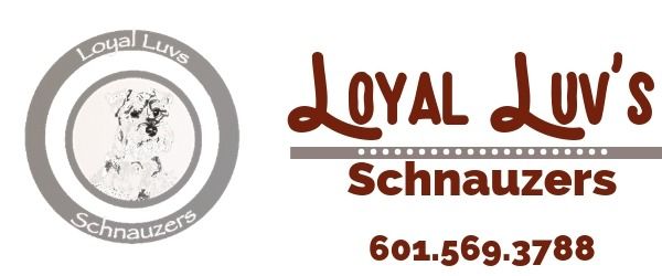 Loyal Luv’s Schnauzers logo with dog emblem and phone number 601.569.3788