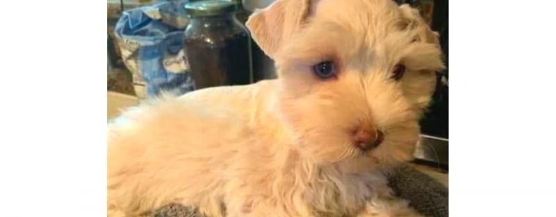 Small fluffy tan puppy looking at the camera indoors