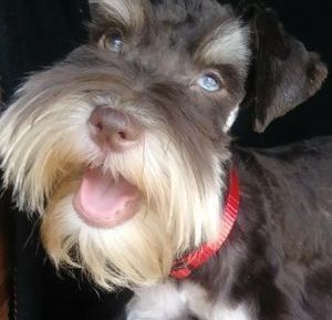 Small black-and-gray dog with a shaggy beard, pink tongue out, and a red collar on a dark background