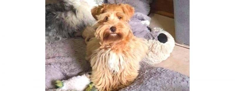 Small tan dog sitting on a gray rug beside a white stuffed animal toy