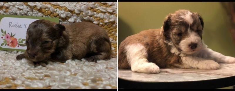 Two tiny brown-and-white puppies lying on blankets in a side-by-side collage