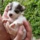 Small gray-and-white puppy being gently held in two hands against a soft green background
