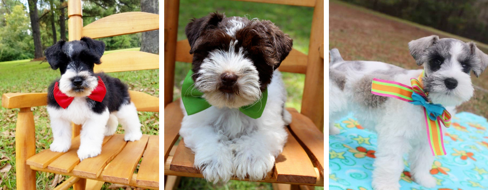 Three small black-and-white puppies posing on chairs and by a pool, each wearing a colorful bandana.