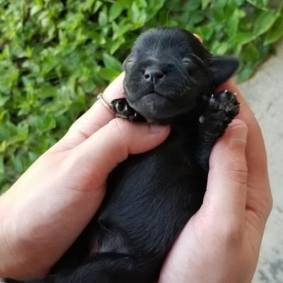 Tiny black puppy sleeping in hands outdoors, with green leaves in the background