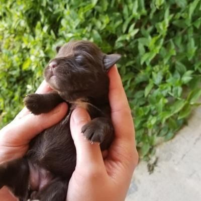 Tiny black puppy sleeping in cupped hands against a leafy green background