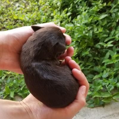 Tiny brown puppy curled in cupped hands against a leafy green background