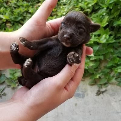 Tiny black puppy sleeping in cupped hands outdoors, with green leaves in the background