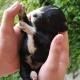 Small black-and-white puppy held in two hands outdoors
