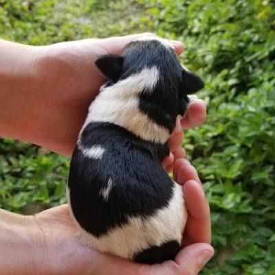 Tiny black-and-white puppy being gently held in two hands over grass