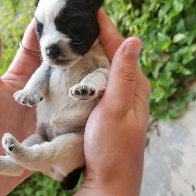Tiny black-and-white puppy cradled in two hands outdoors, with green foliage in the background