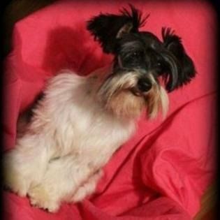Small black-and-white dog sitting on a bright pink blanket, looking to the side.