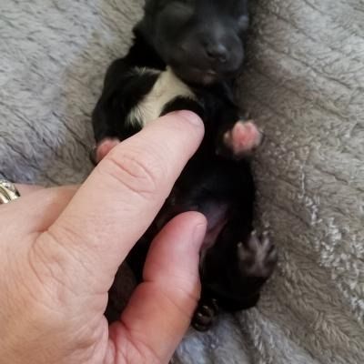 Tiny black puppy with a white chest, resting on a gray blanket and being gently held in a hand