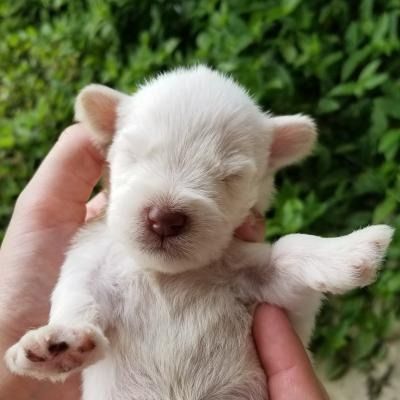 Tiny white baby newborn puppy being held in a hand, eyes closed, against green foliage.